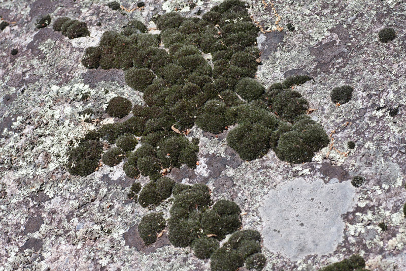 Grimmia pilifera
